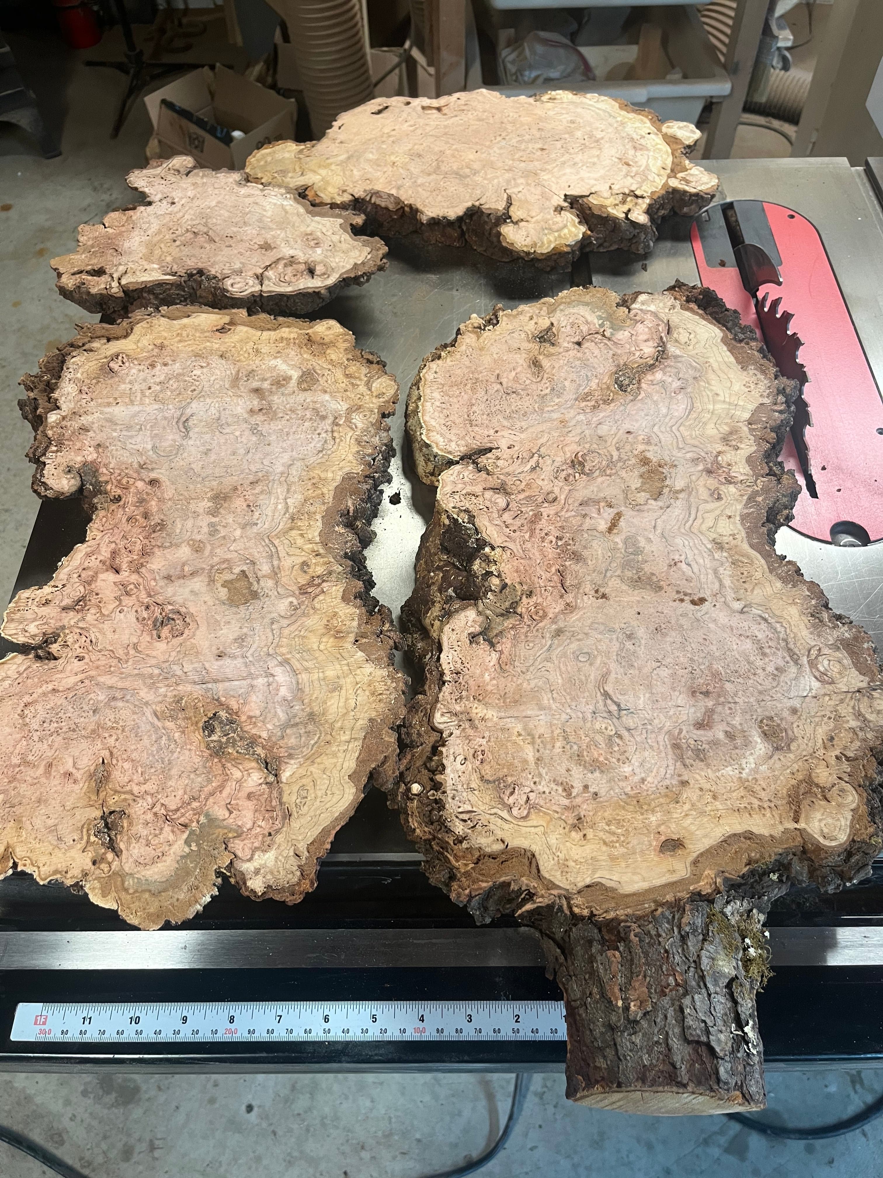 Burl Wood Slices Measured In Shop | Tougas Timberworks Monroe CT