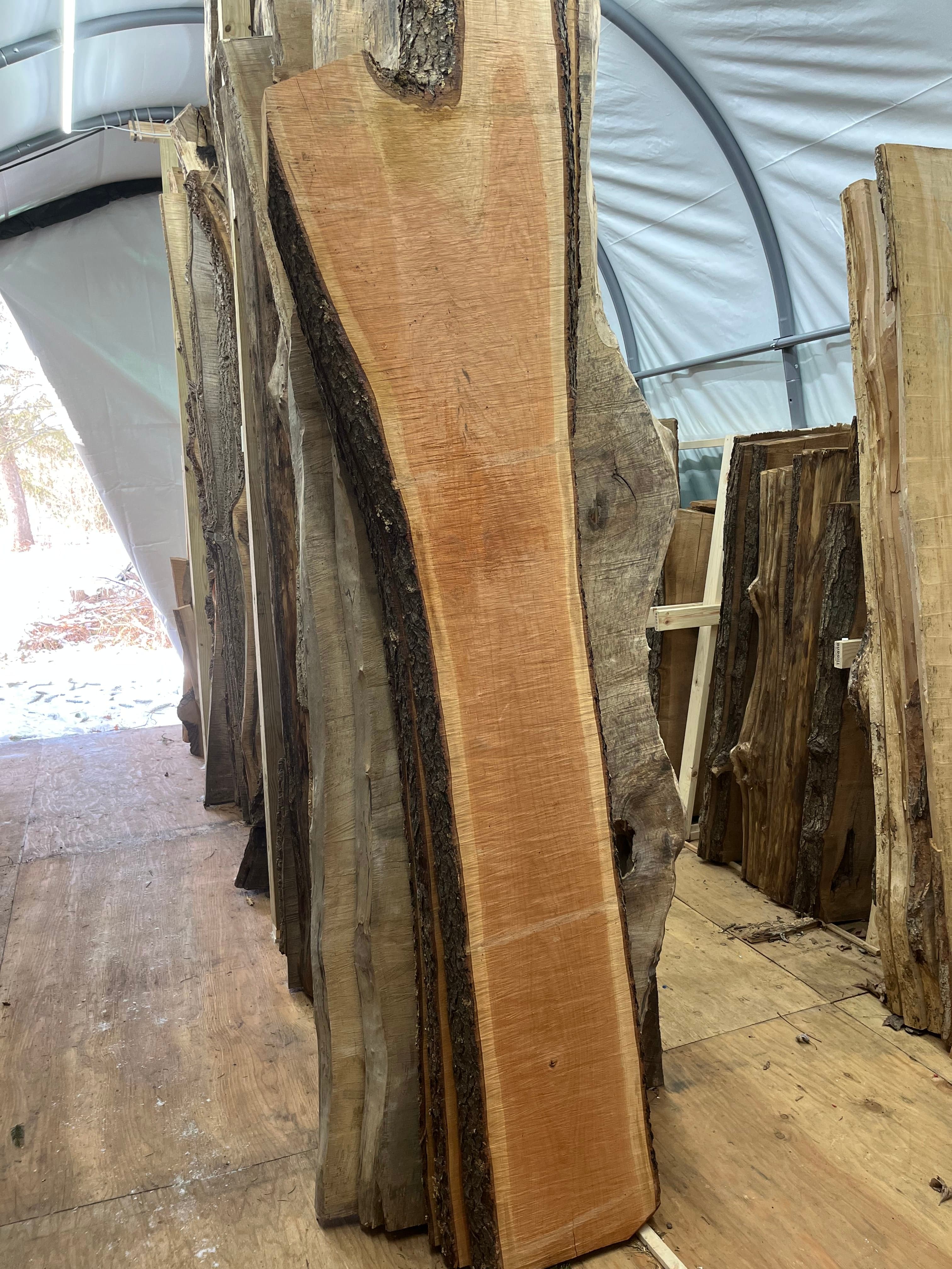 Live Edge Slab On Sawhorses In Tent | Tougas Timberworks Monroe CT